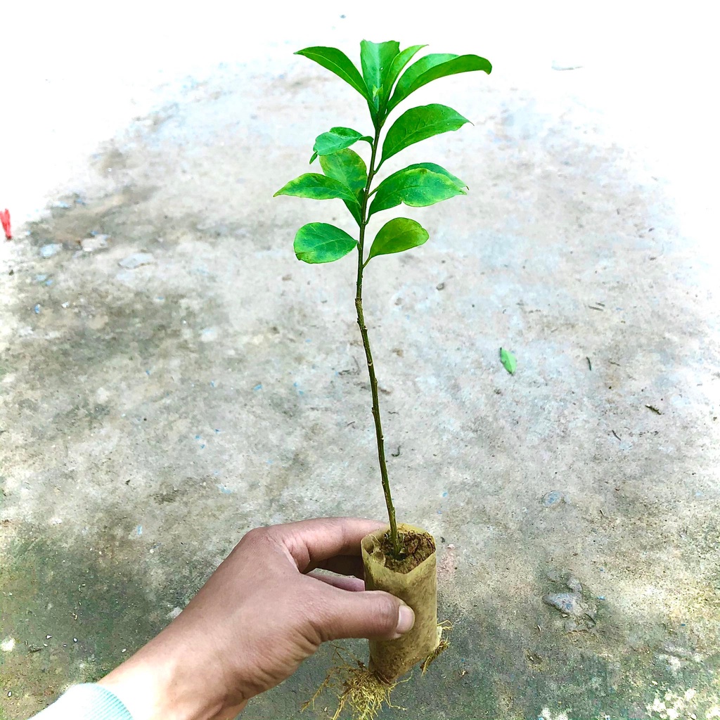 cây hoa nhài nhật giống siêu hoa cao 20 cm