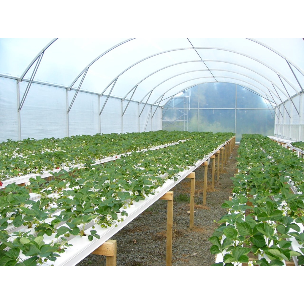 Lưới trồng rau Nhập Thái Lan khổ rộng 4m, chắn tất cả sâu ăn lá
