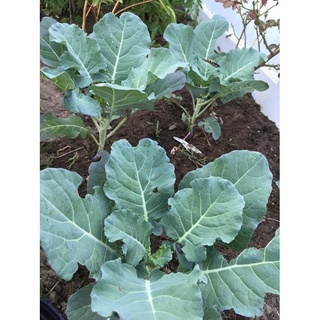 Hạt giống Cải rổ 305 (5g)
