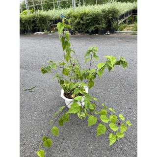 cây bụp lồng đèn