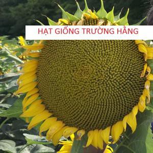 25 Hạt giống Hướng dương Khổng lồ (LẤY HẠT)