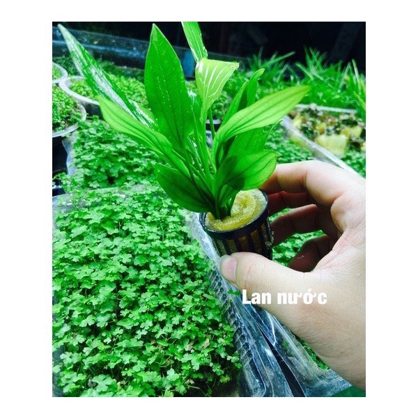Cây thủy sinh lan nước