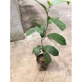 Cây chay giống + Tặng 02 cây nhót ngọt