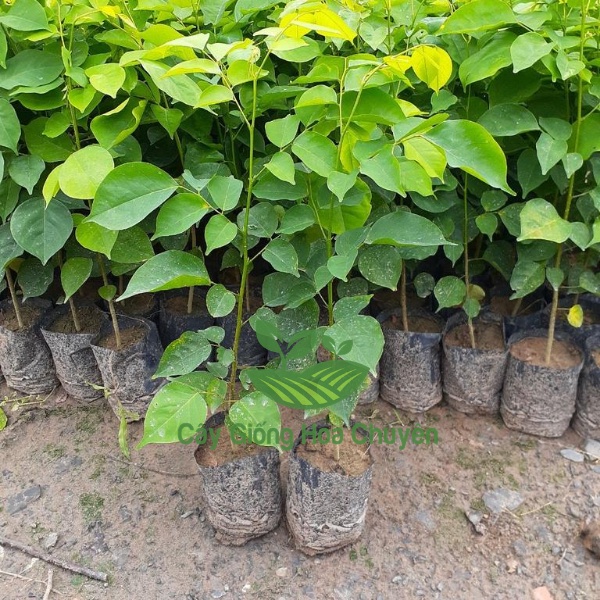 CÂY GIÁNG HƯƠNG-THÂN GỖ-CAO TỪ 40-60CM-FREESHIP TỪ 50K