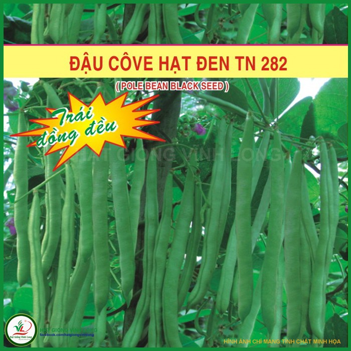 Hạt giống Đậu cove hạt đen TN 282 - 20g