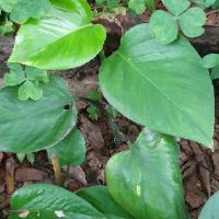 Combo 8 cây trầu bà giống
