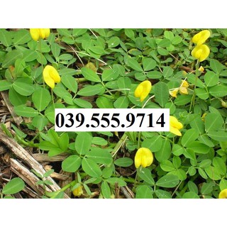Hạt Cỏ Thảm Lạc Dại ( Đậu Phộng) - cỏ giúp cải tạo đất, làm đẹp cảnh quan ( 100gram)