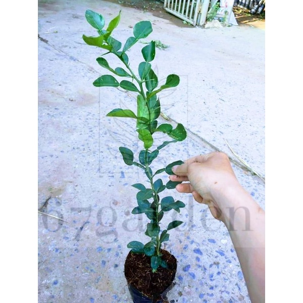 1 Cây Chanh Chúc/Chanh Thái