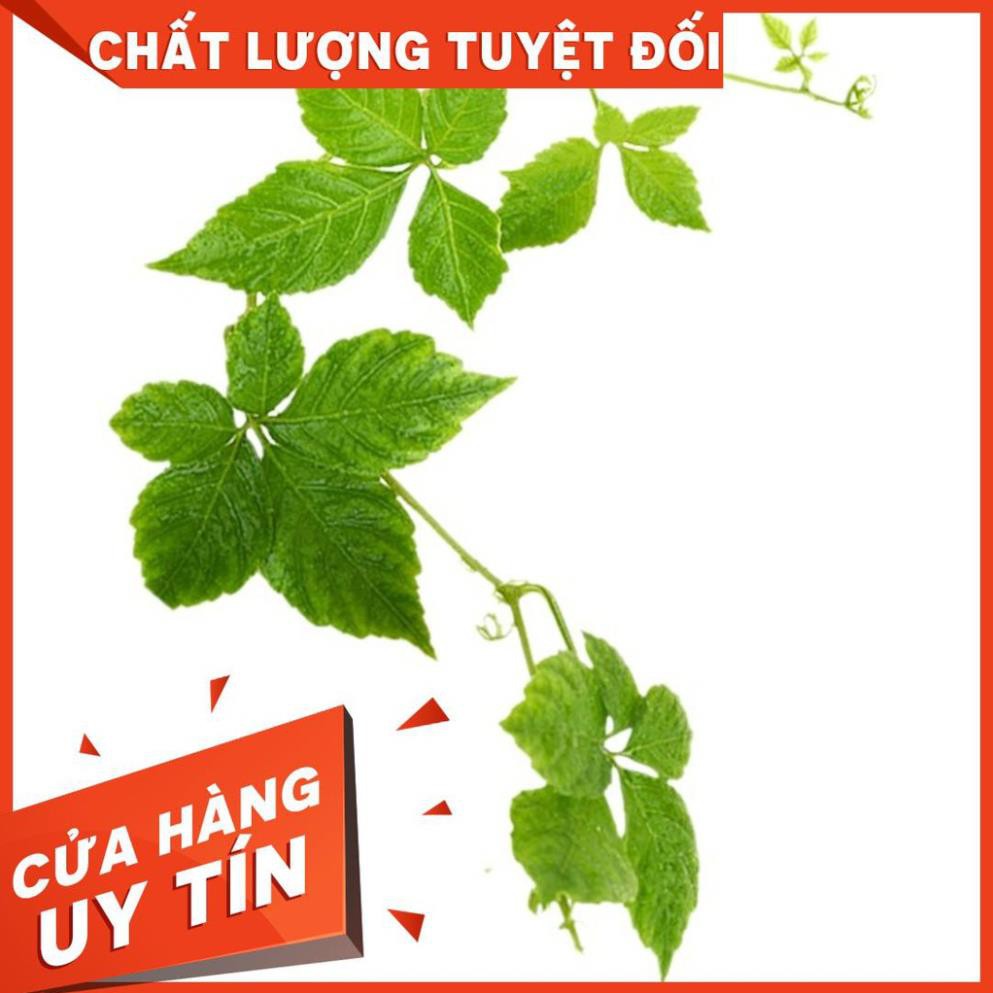 Combo 2Kg giảo cổ lam sapa - Hàng Loại 1 Chất Lượng - Thảo Dược Uy Tín