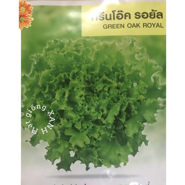 Hạt giống xà lách xanh Thái gói 1gr