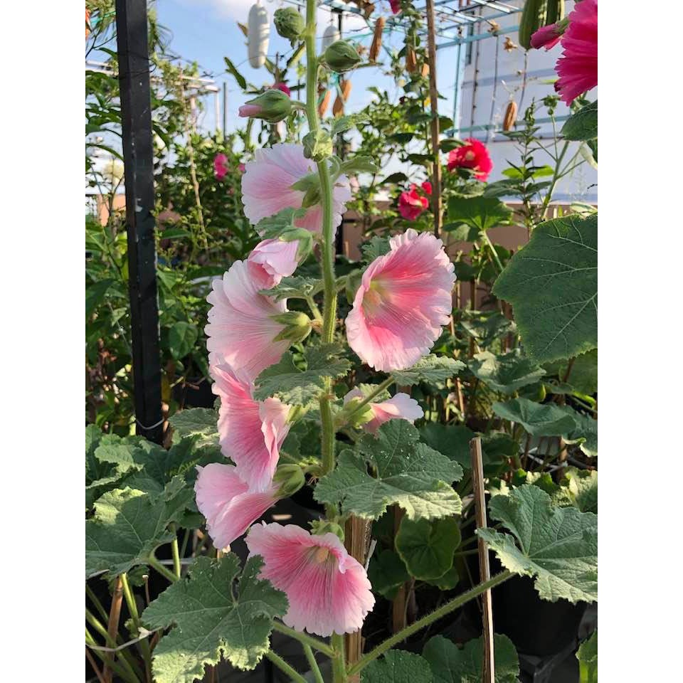 Hạt Giống hoa Mãn Đình Hồng Mix Màu 100 hạt