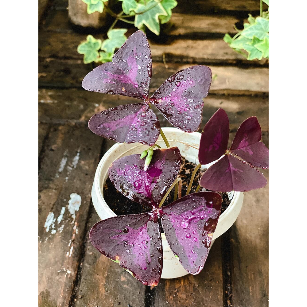 Cây Oxalis Triangularis (Bướm Đêm) 1 củ nhiều thân chậu nhựa