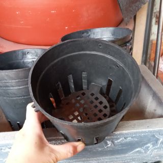 Chậu lan đen phi 14cm mới về