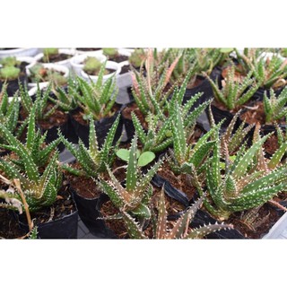 Cây nha đam gai (bạch tuộc, sen đá sao biển)