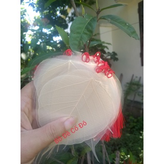 Lá bồ đề ép sẵn để viết thư pháp size 8-9-10cm lá trắng