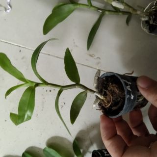Lan Trầm 6 mắt giống