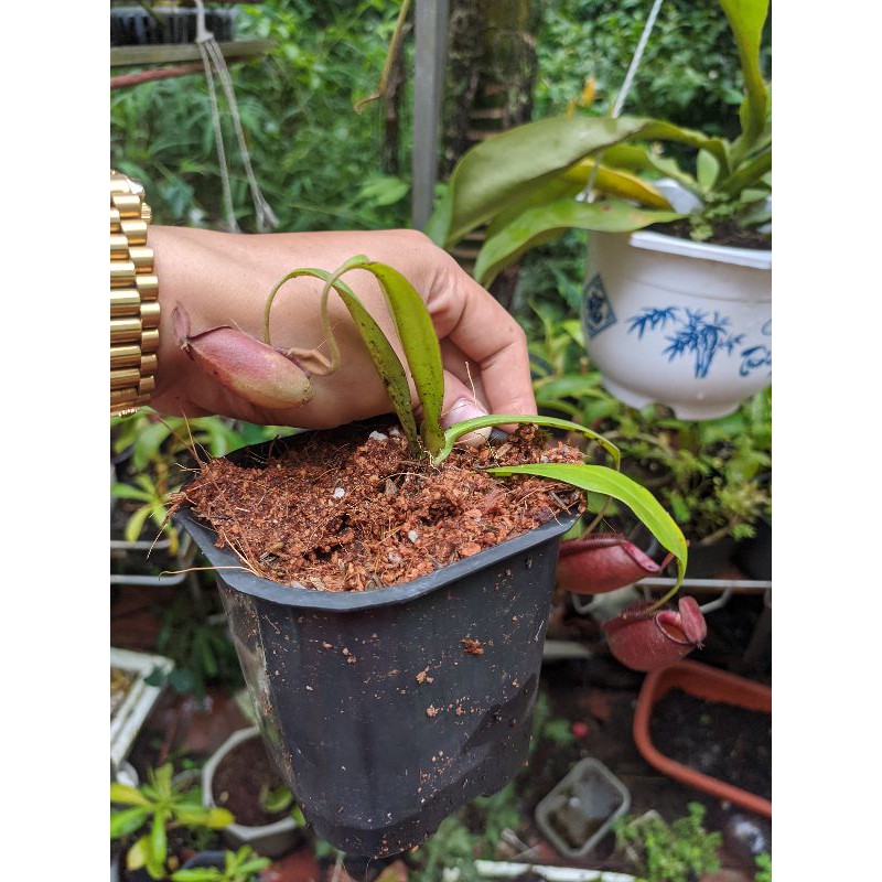 Nắp ấm hook
