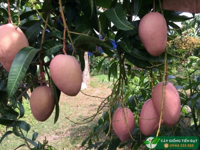Cây Xoài tím Ngọc Vân và Xoài Tím Úc