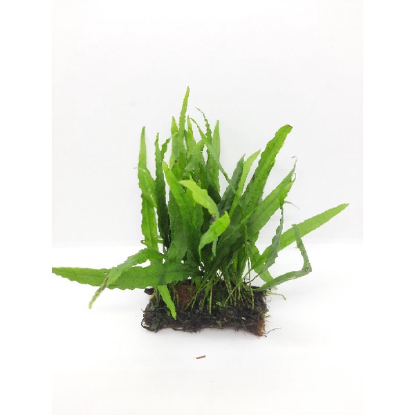 Dương xỉ lá hẹp - dương xỉ miếng - cây thủy sinh dễ trồng , dán đá lũa