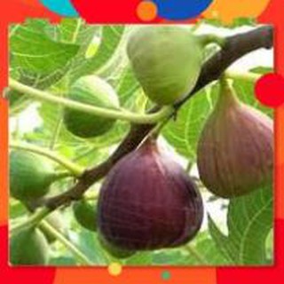 Hạt giống sung mỹ gói 10 hạt