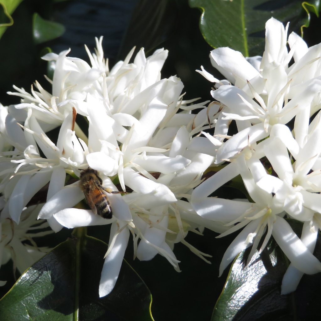 Mật ong hoa cà phê Kon Tum nguyên chất 100% - Phan Coffee