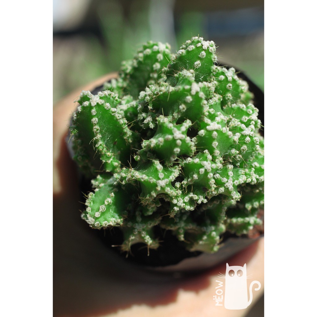 Xương rồng thanh sơn nhỏ | Fairy Castle cactus