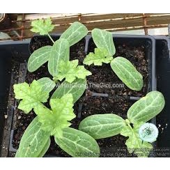 Hạt Giống Mướp Hương Siêu Trái F1(Gói 15 hạt)Dễ Trồng &amp;Năng Suất Cao-Tổng kho hạt giống giá rẻ