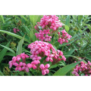 cây giống hoa liễu hồng hoa thơm