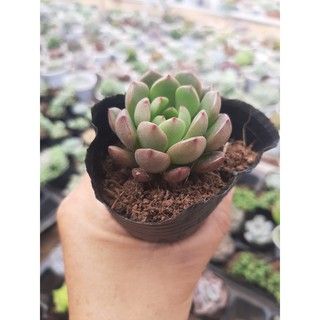 SEN ĐÁ RUBY ĐỎ🌵SIZE6CM🌵 💎 |FREESHIP| 🔥 XUẤT XỨ ĐÀ LẠT, ĐÃ THUẦN KHÍ HẬU, SIÊU KHOẺ ĐẸP 🔥LỖI 1 ĐỔI 1
