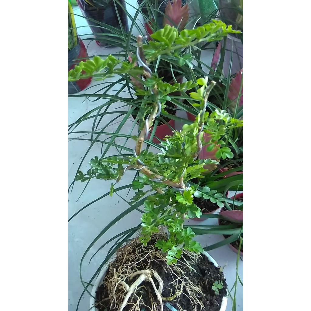 [Bonsai] Cây cần thăng bonsai