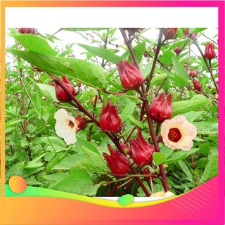 Hạt Giống Atiso Đỏ - 10 Hạt VIETGAR