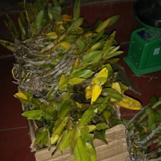 10 loại hoa phong lan  rừng
