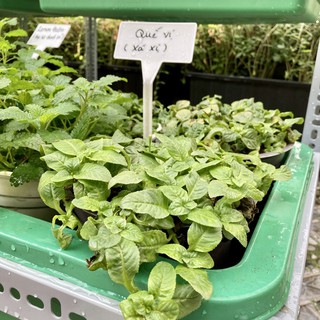 Chậu cây rau quế vị (cây xá xị) và cách trồng - Jun Garden