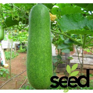 Hạt Giống Bí Đao Chanh Rất Sai Trái 0.2gram