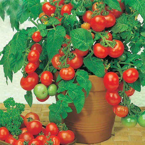Hạt giống cà chua lùn đỏ/ vàng, đóng gói 0.1gr (khoảng 25 hạt)