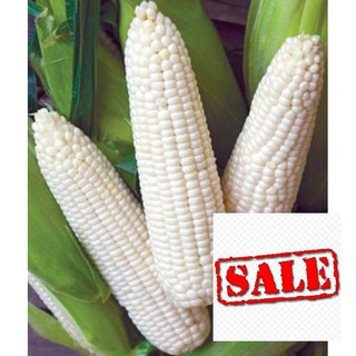 gói 30 hạt giống ngô nếp SALE