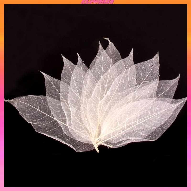 Set 2 / 50 Lá Mộc Lan Tự Nhiên Màu Trắng Trang Trí Sổ Tay