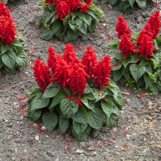 Hạt Giống Hoa Xác Pháo Đỏ