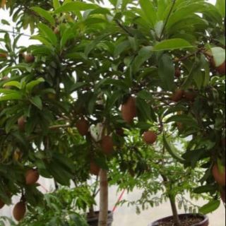 Cây giống hồng xiêm xoài cao 80cm