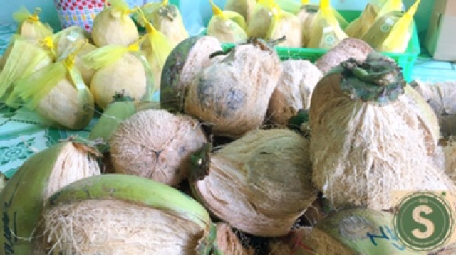 Dừa Sáp Trà Vinh - Loại 3