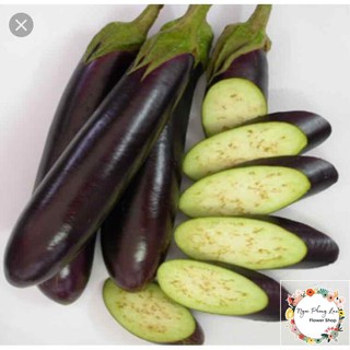 Giống cà nâu cơm xanh cà tím dài - gói 1 gram