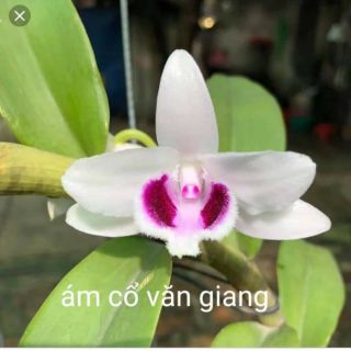 Hoa phong lan - ám cổ văn giang