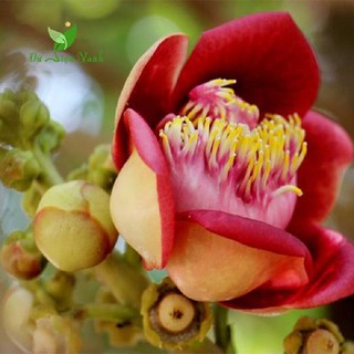 CÂY SALA ( CÂY NGỌC KỲ LÂN , CÂY ĐẦU LÂN ) GIỐNG