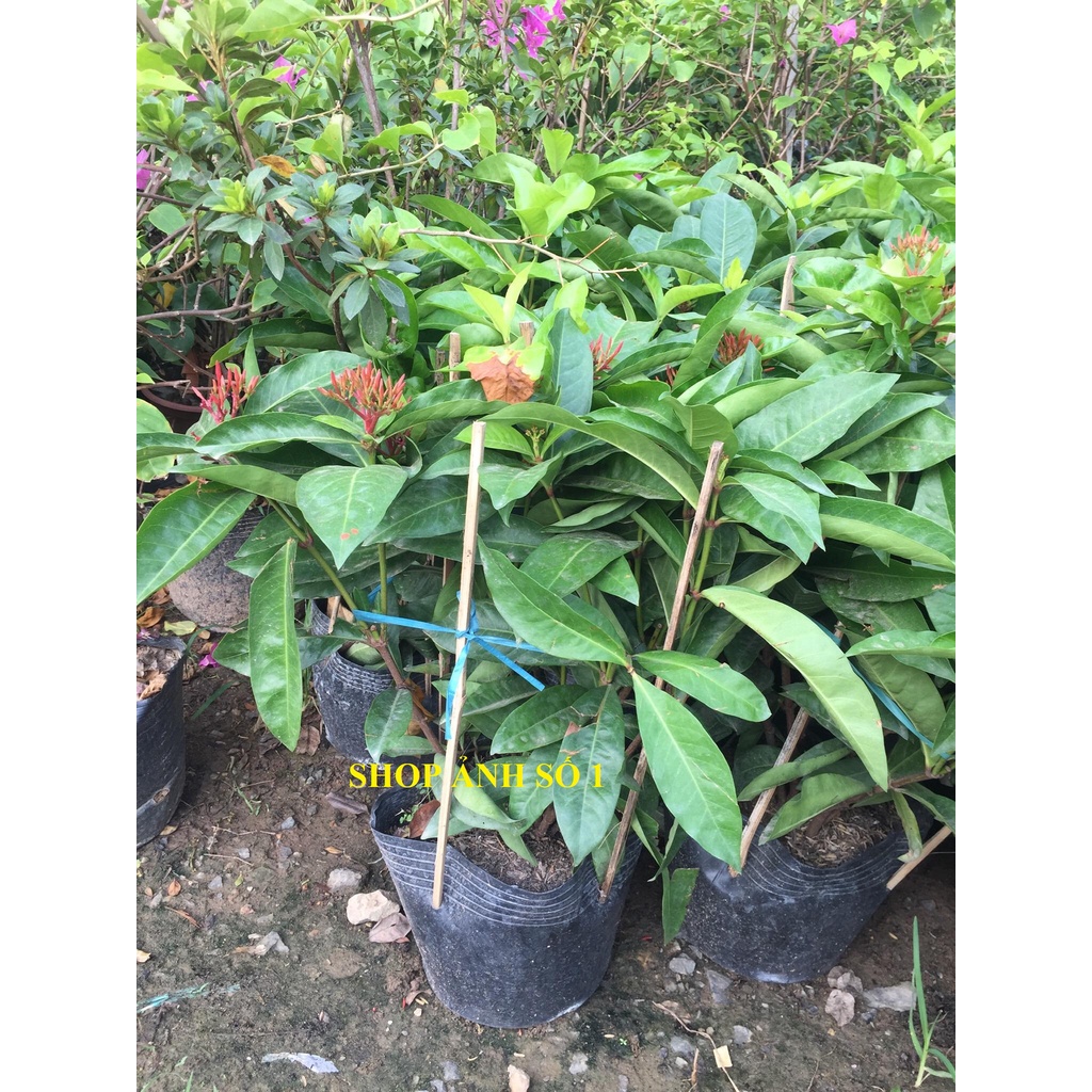 Cây MẪU ĐƠN HỒNG MỸ lá to, cây như hình, đang hoa cực đẹp, gửi nguyện chậu to