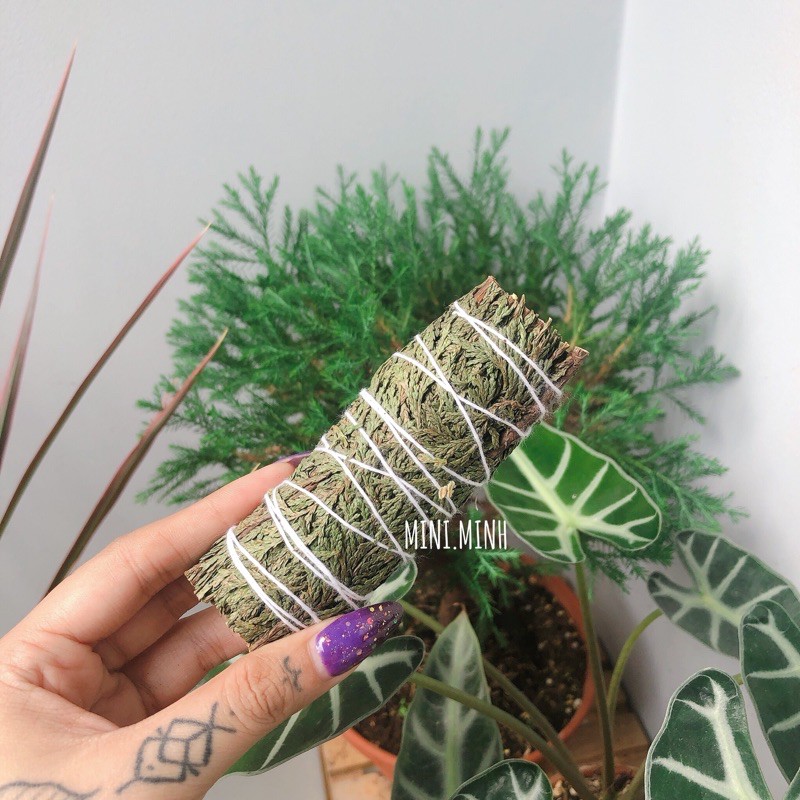 Tuyết Tùng (Cedar 4”)