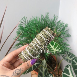 Tuyết Tùng (Cedar 4”)