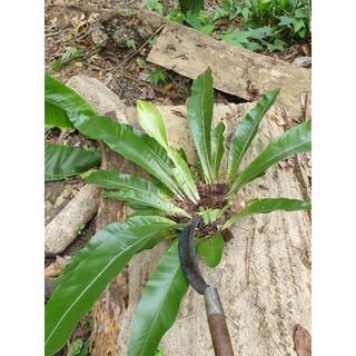 ổ phụng, ổ quạ kiểng vườn