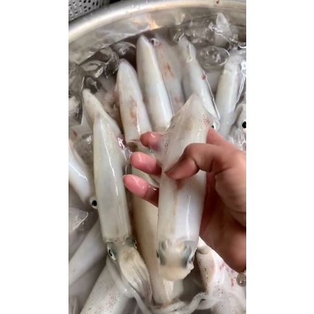 Mực ống tươi ngọt lung linh ~8-10c/kg - 0.5kg, như video