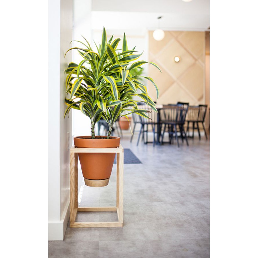Giá gỗ Thông đặt Chậu Cây cảnh trang trí tiểu cảnh, nhà cửa size to I Decor quán cà phê, chung cư