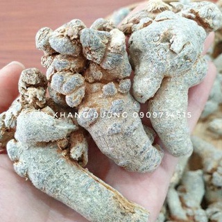 Củ tam thất Bắc size 36 củ/kg tác dụng cầm m. áu, kích thích miễn dịch